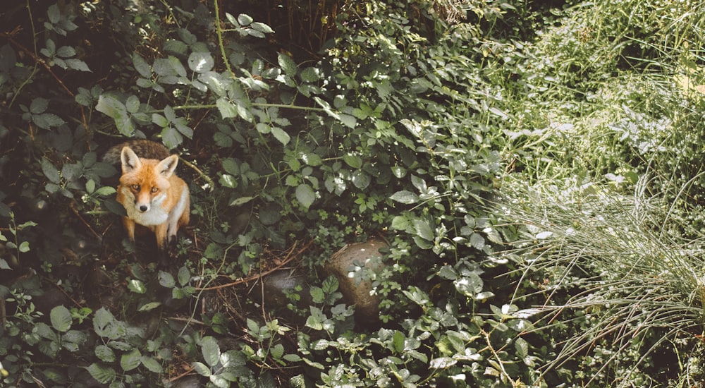 a red fox standing in the middle of a lush green forest