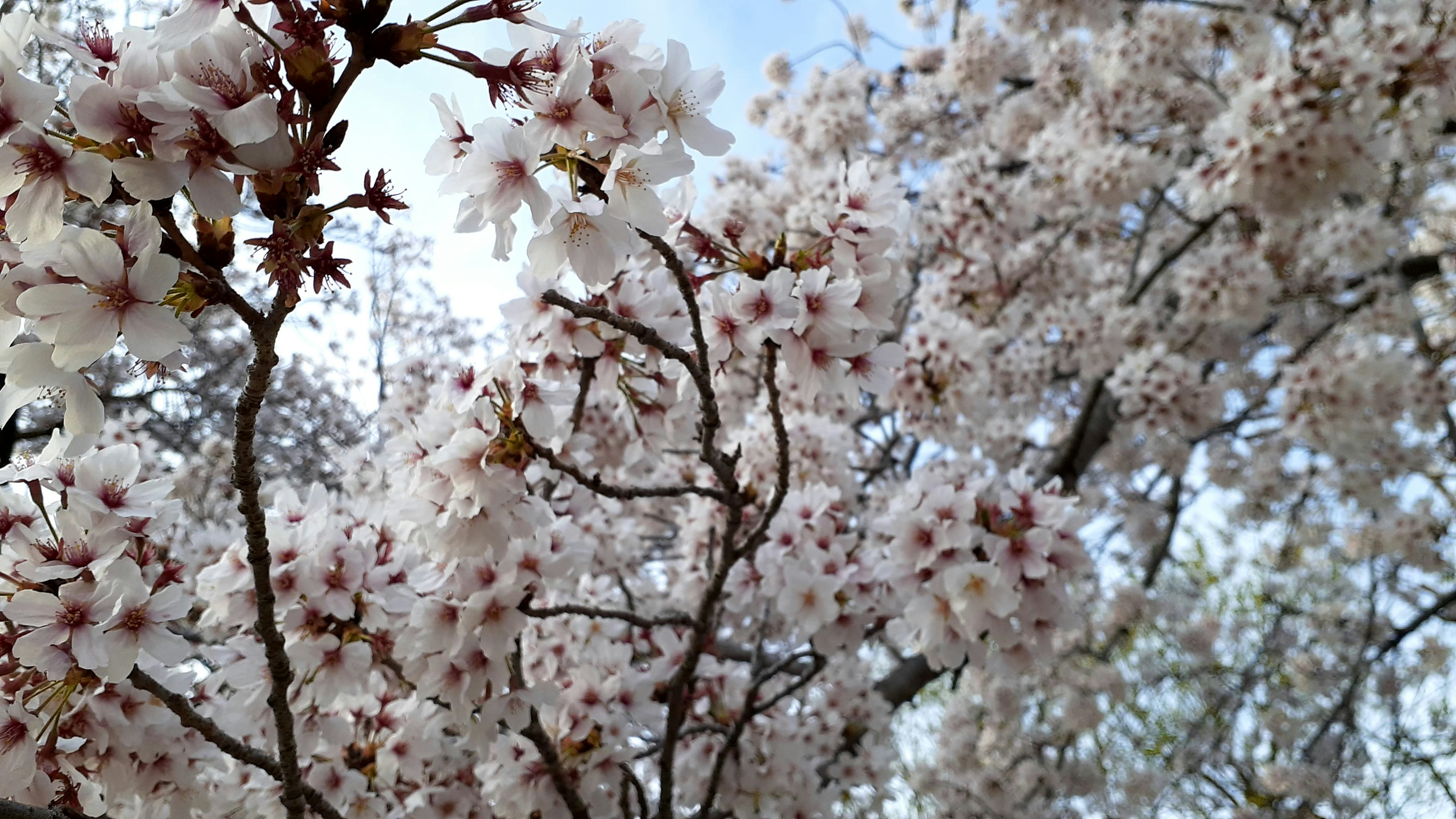 Cherry blossom in Japan
