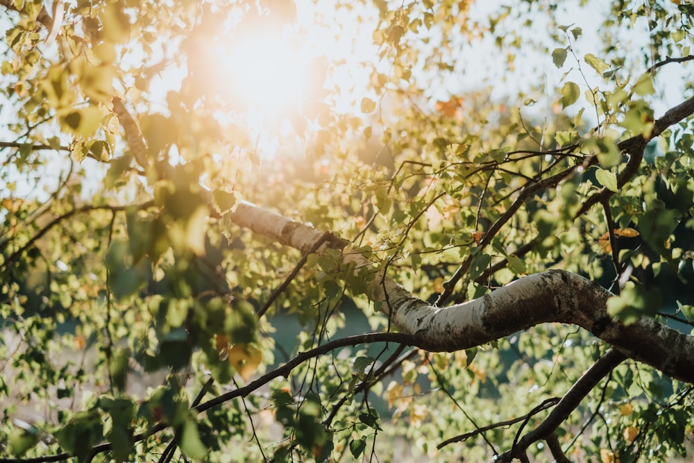 the sun shines through the leaves of a tree