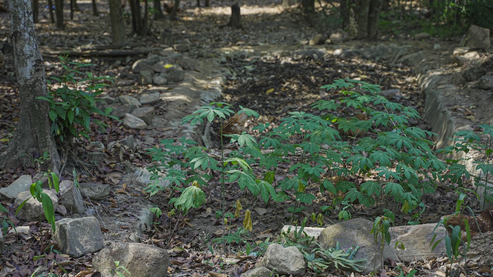 a forest filled with lots of rocks and plants