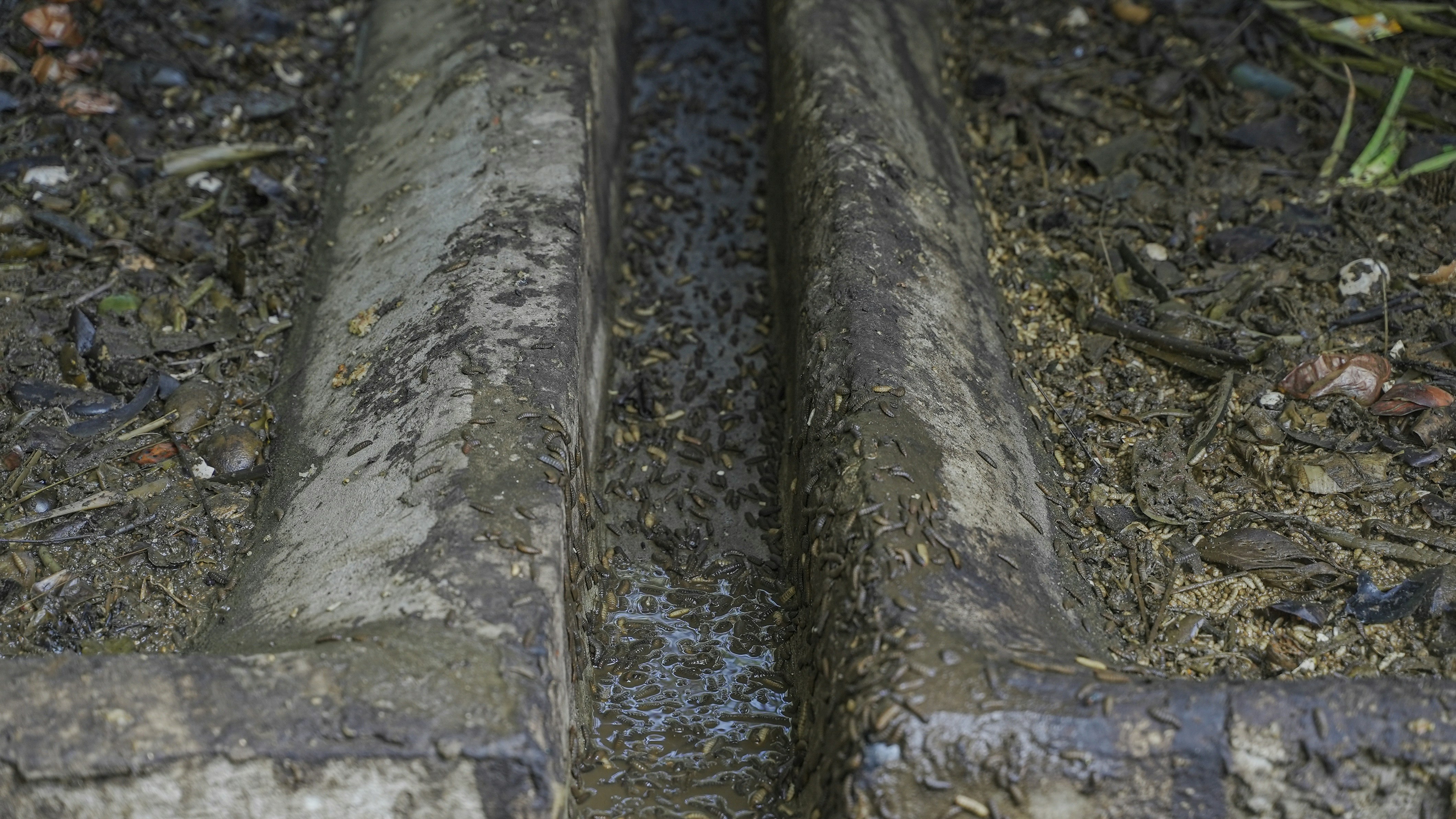 Worm for chicken, chicken's food