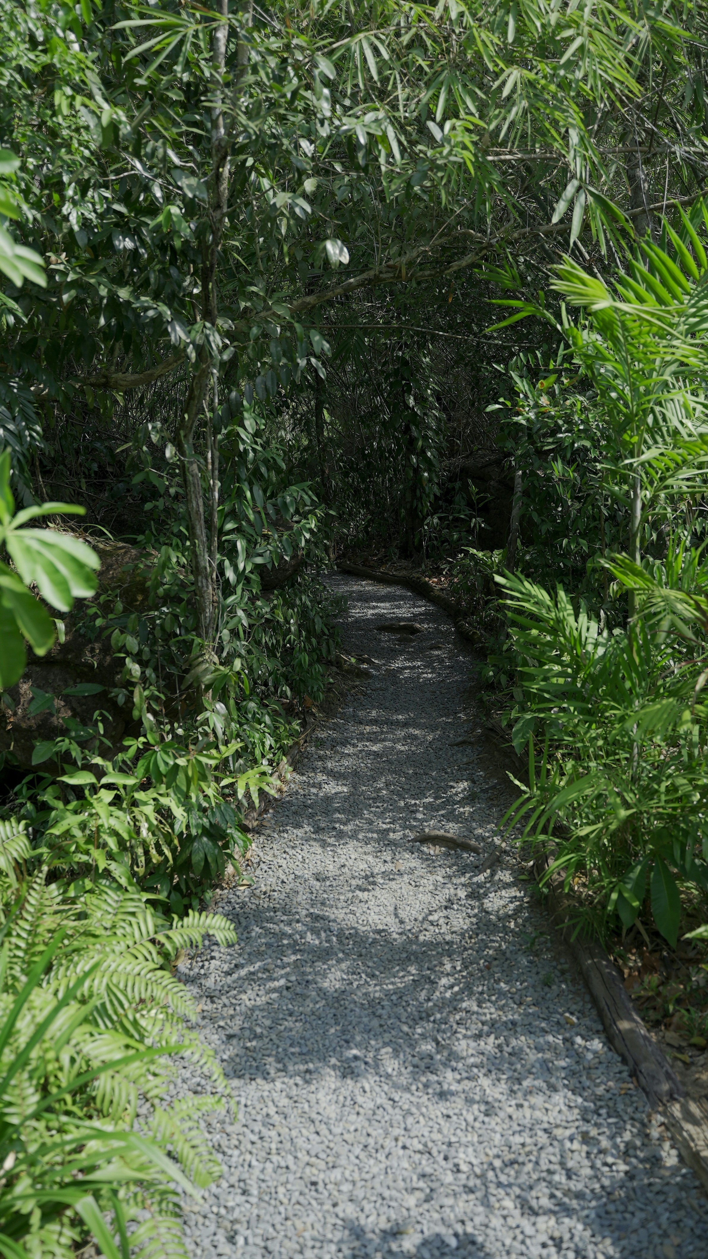 A path in the middle of a lush green forest