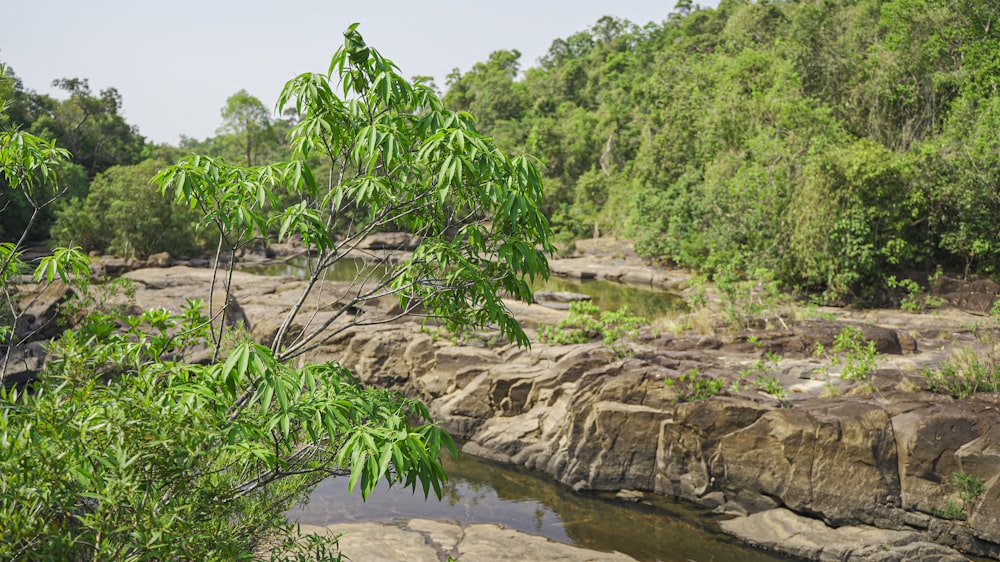 a river running through a lush green forest