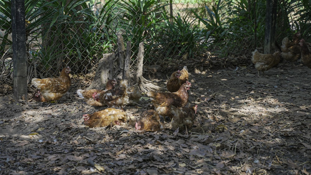 a bunch of chickens that are standing in the dirt