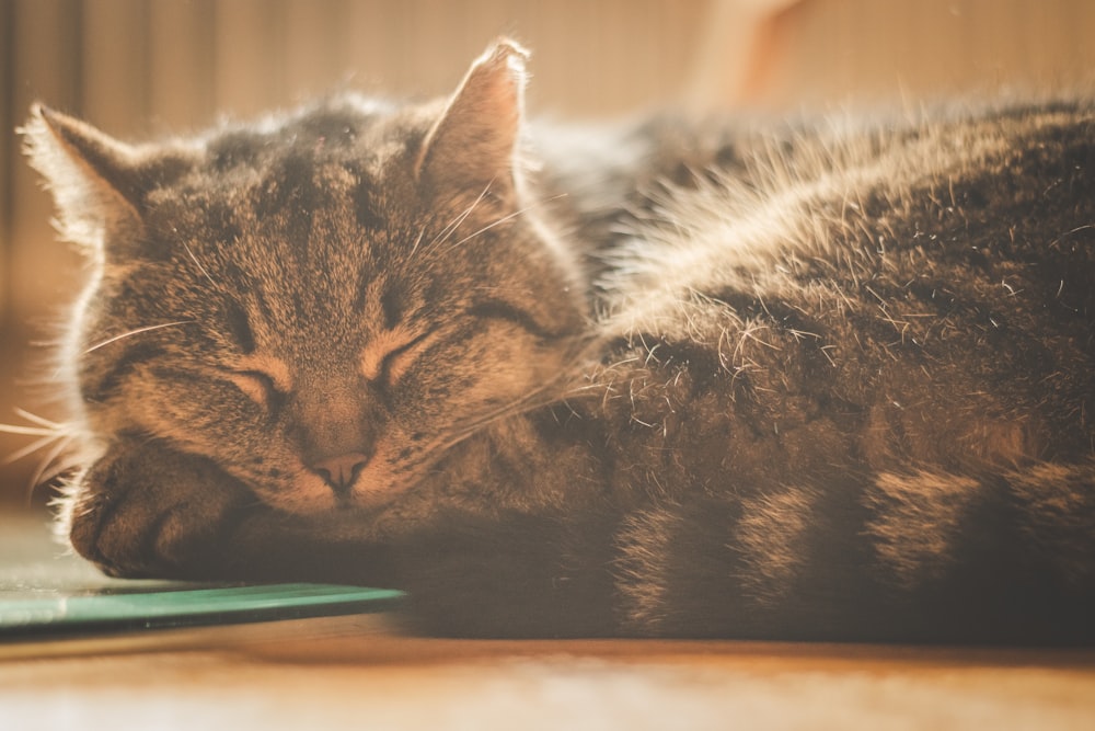 a cat sleeping on top of a wooden floor