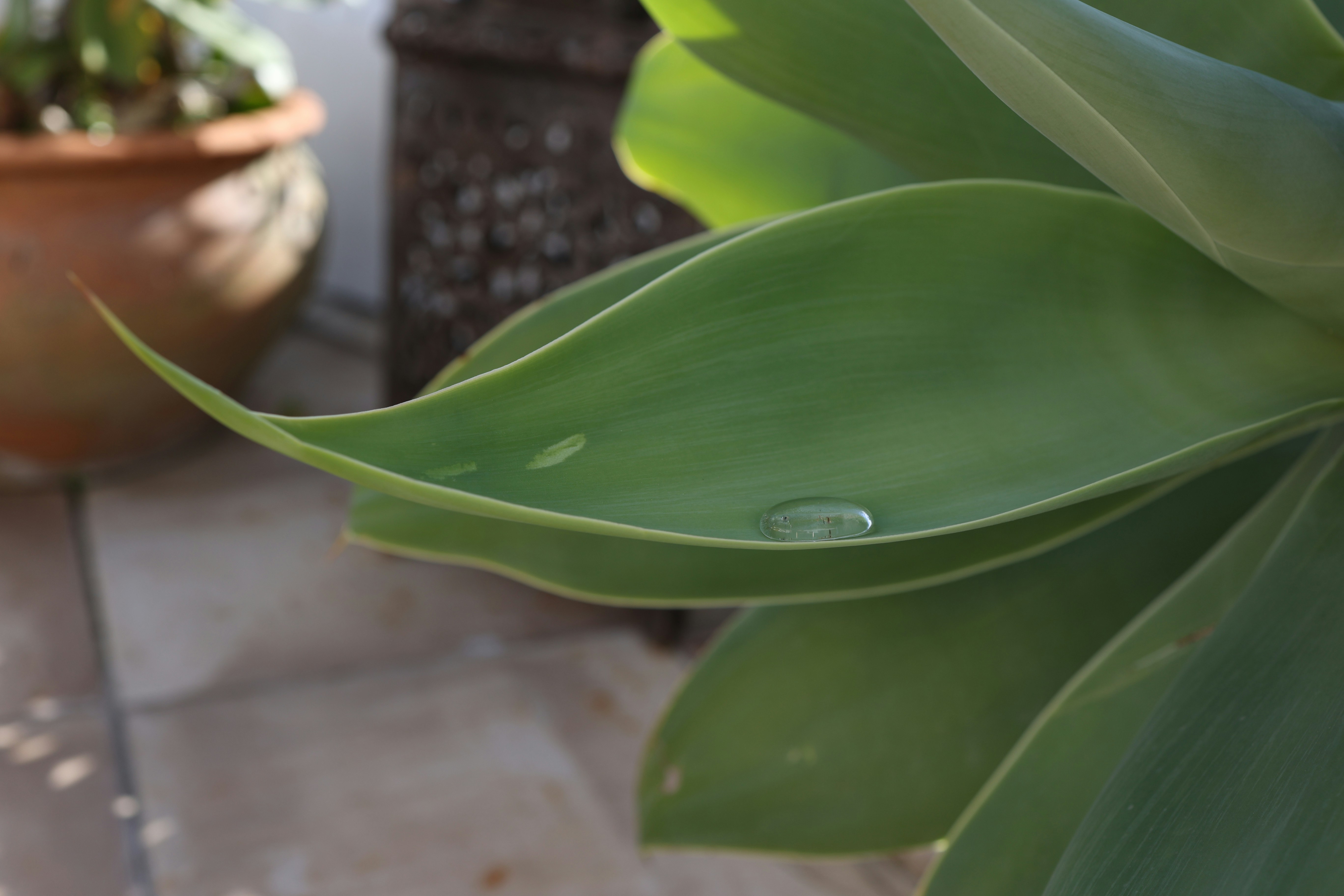 un primo piano di una pianta verde con gocce d'acqua