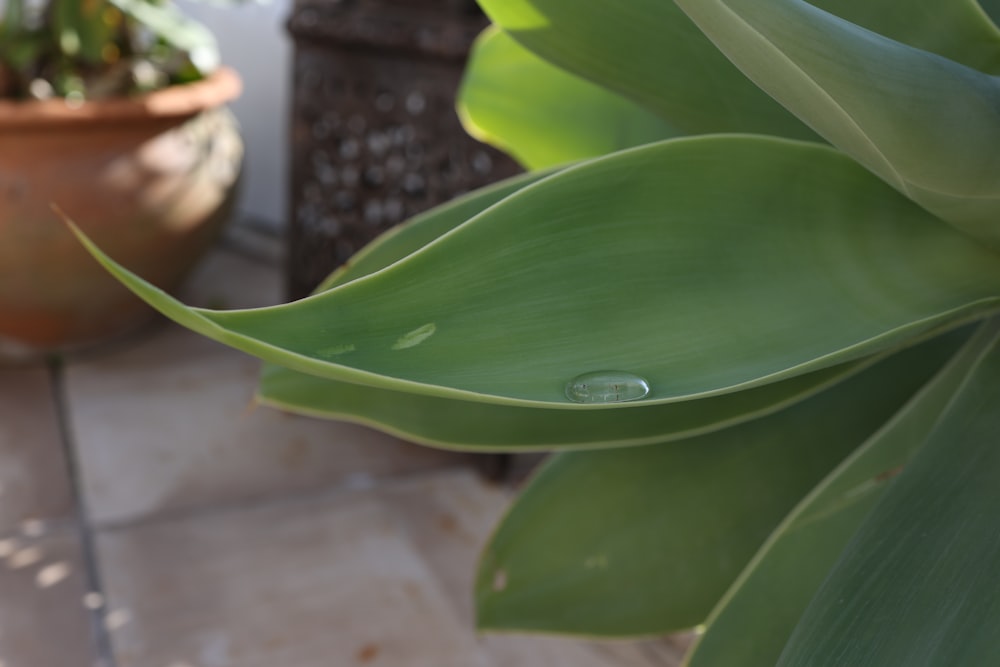 um close up de uma planta verde com gotas de água