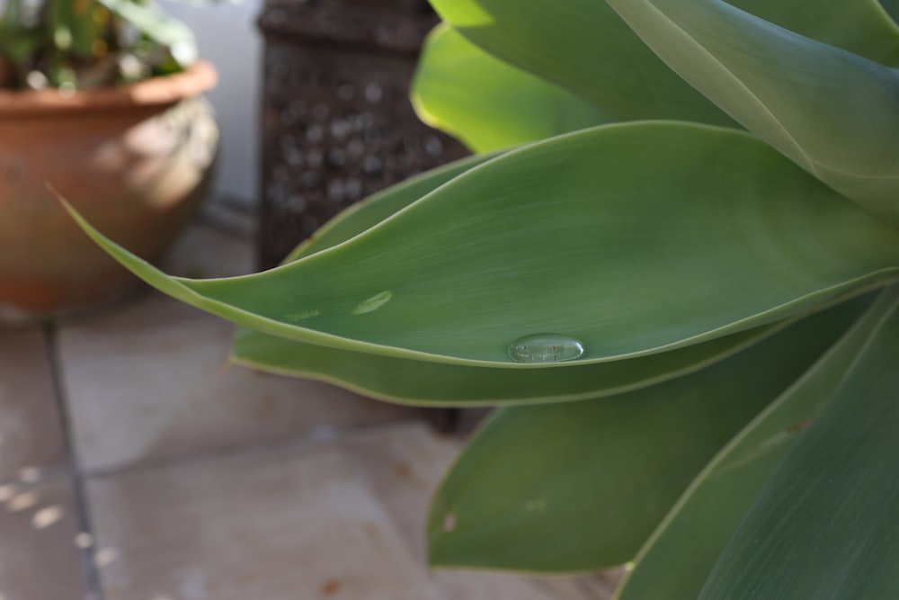 a close up of a green plant with water drops