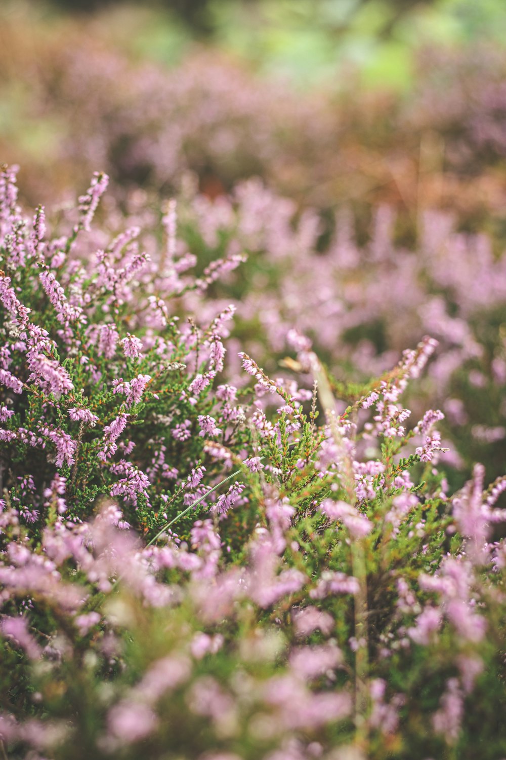 a field full of purple flowers in the middle of the day