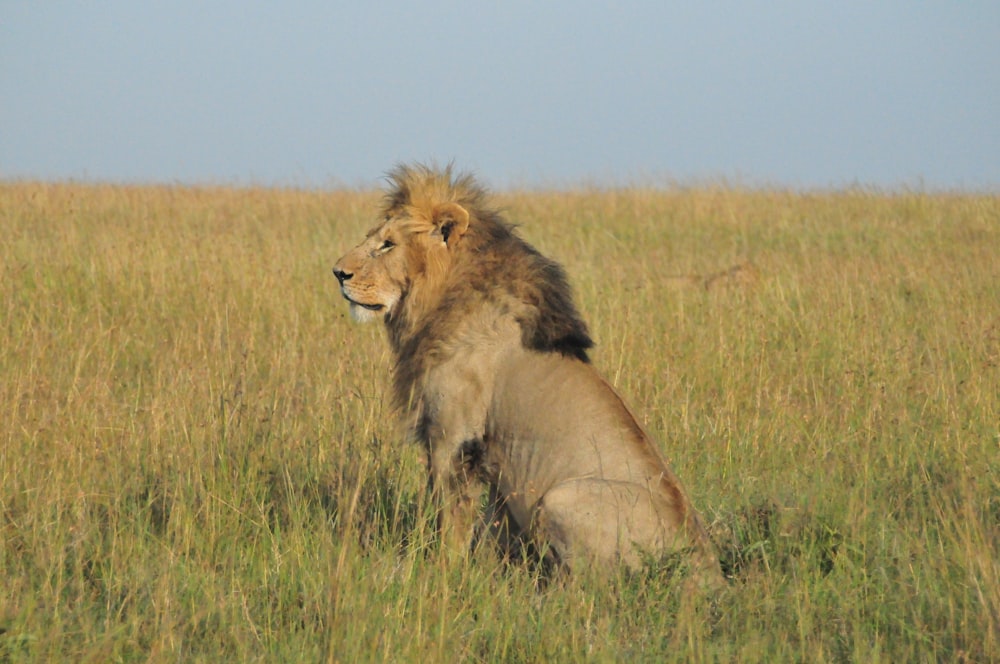 a lion sitting in a field of tall grass