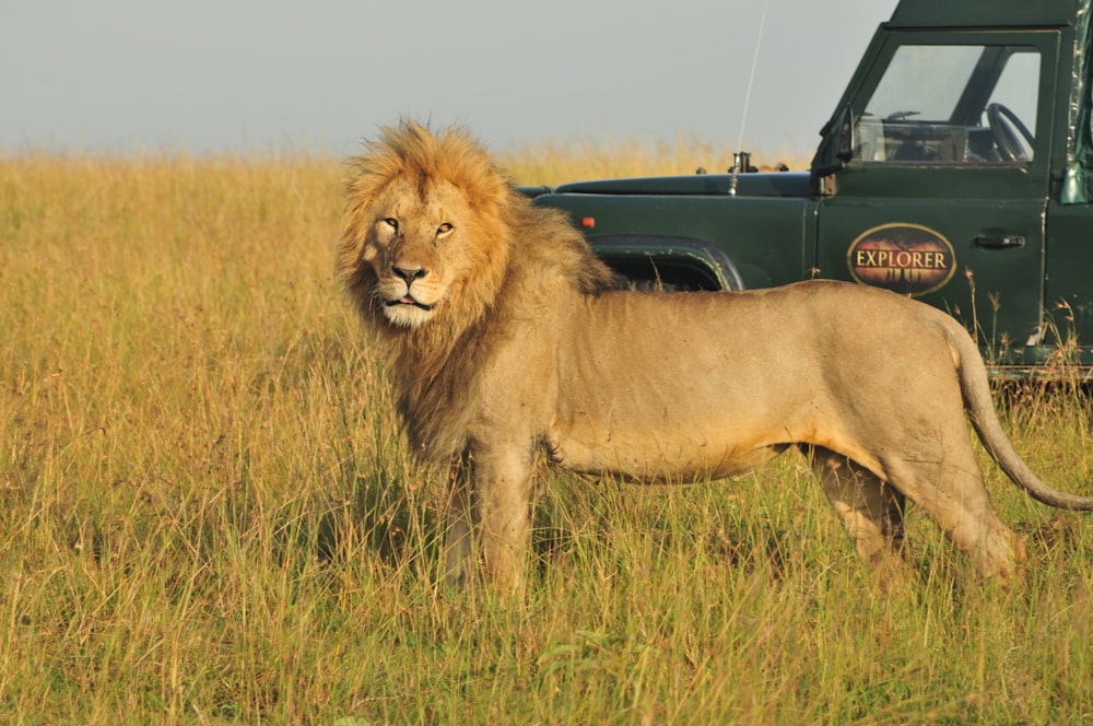 a lion standing in a field next to a truck