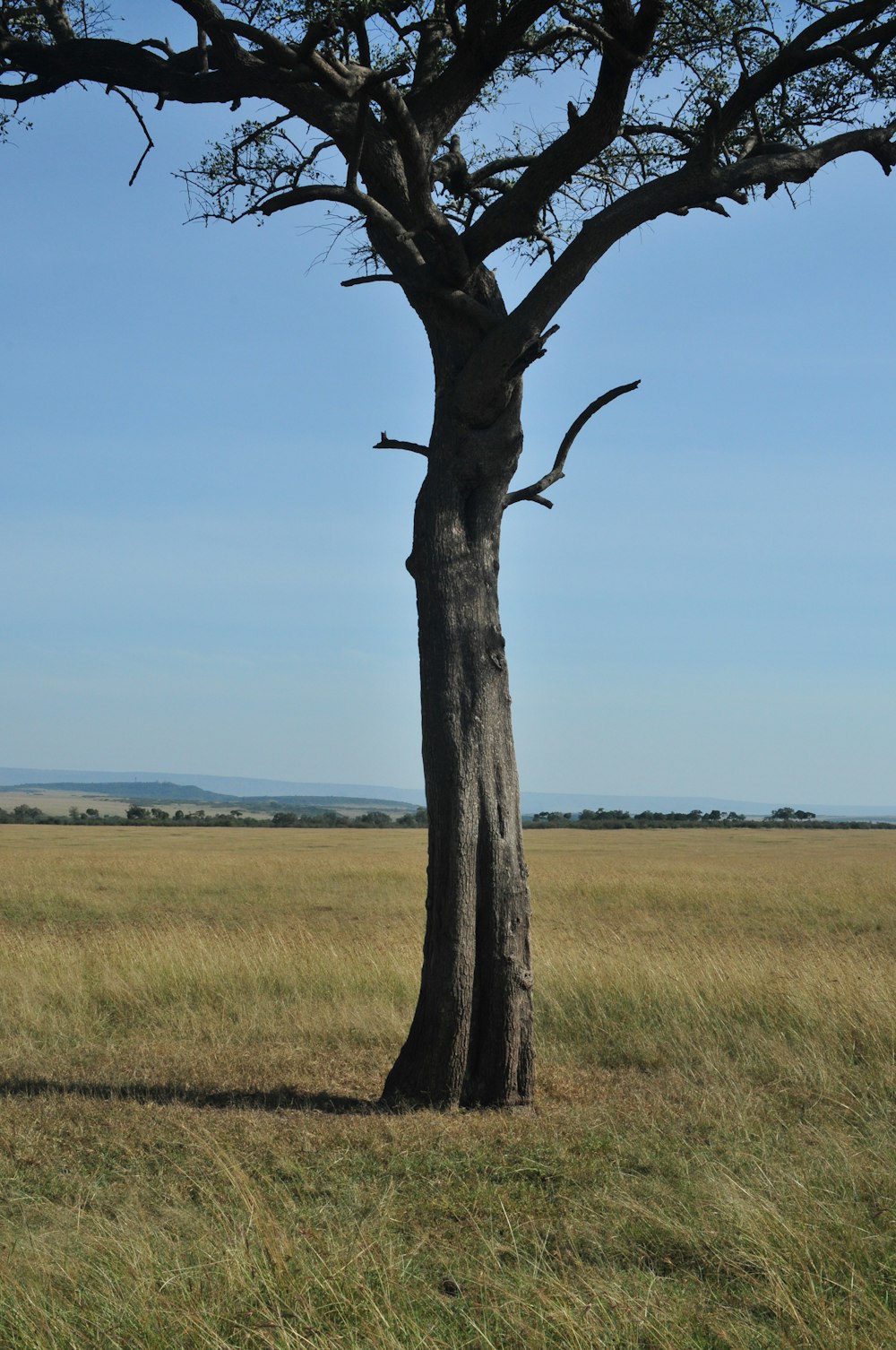 a lone giraffe standing next to a tree in a field