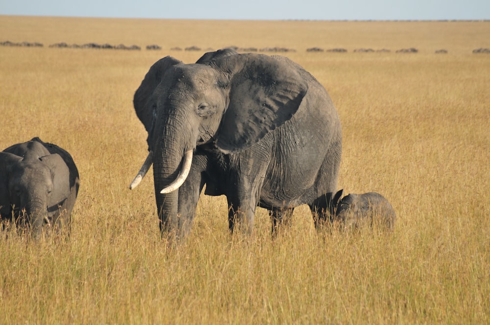 a large elephant standing next to a baby elephant