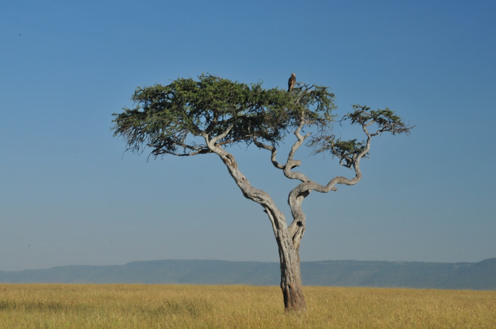 a lone bird perched on top of a tree in a field