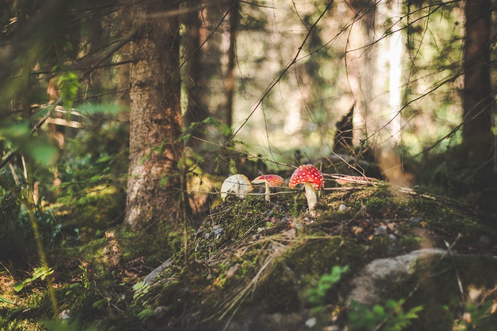 a group of mushrooms sitting on top of a lush green forest