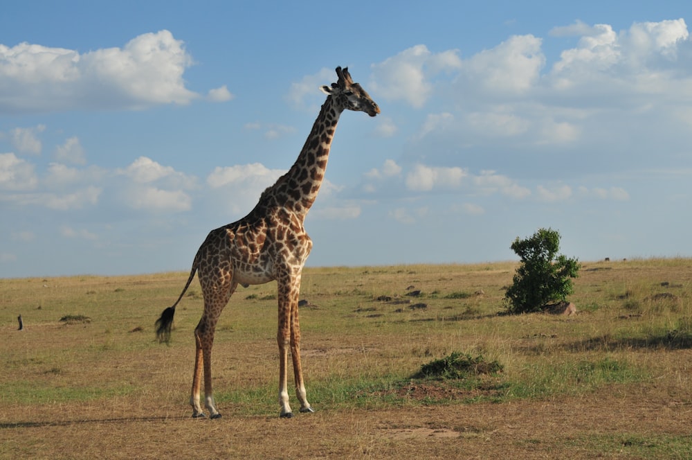 a giraffe standing in the middle of a field