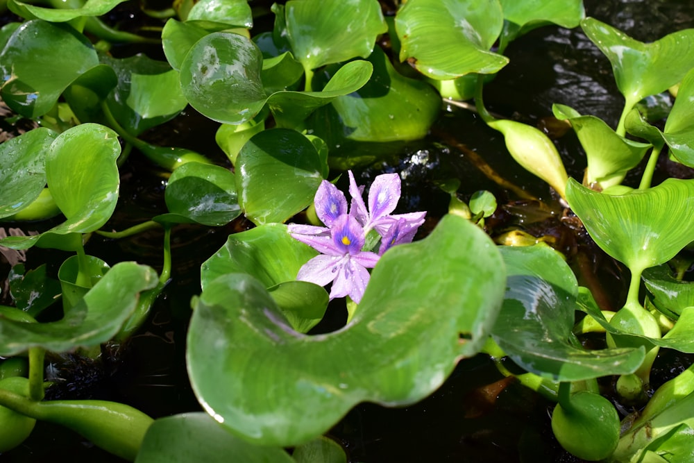 a purple flower sitting on top of a lush green plant