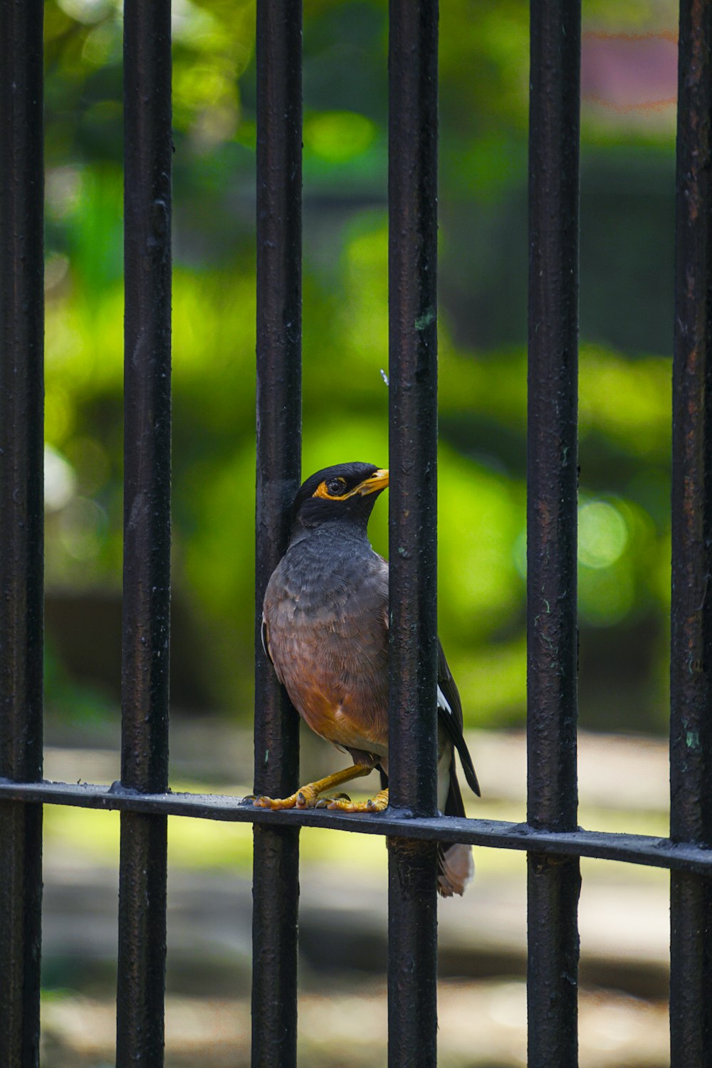 Un pájaro posado en lo alto de una valla metálica