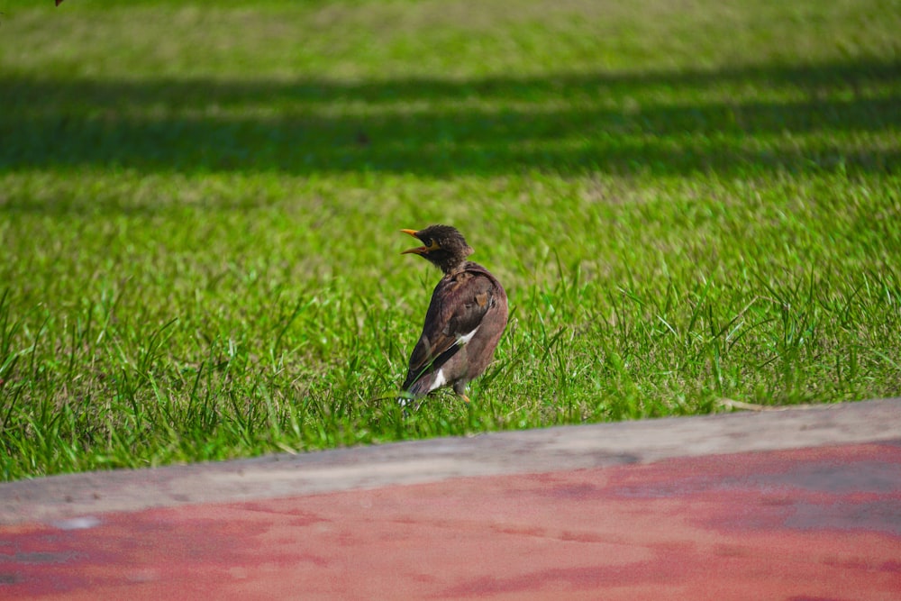 Un pájaro está parado en la hierba cerca de una boca de incendios