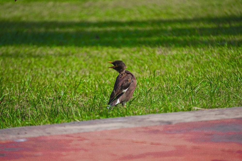 消火栓の近くの草むらに鳥が立っている