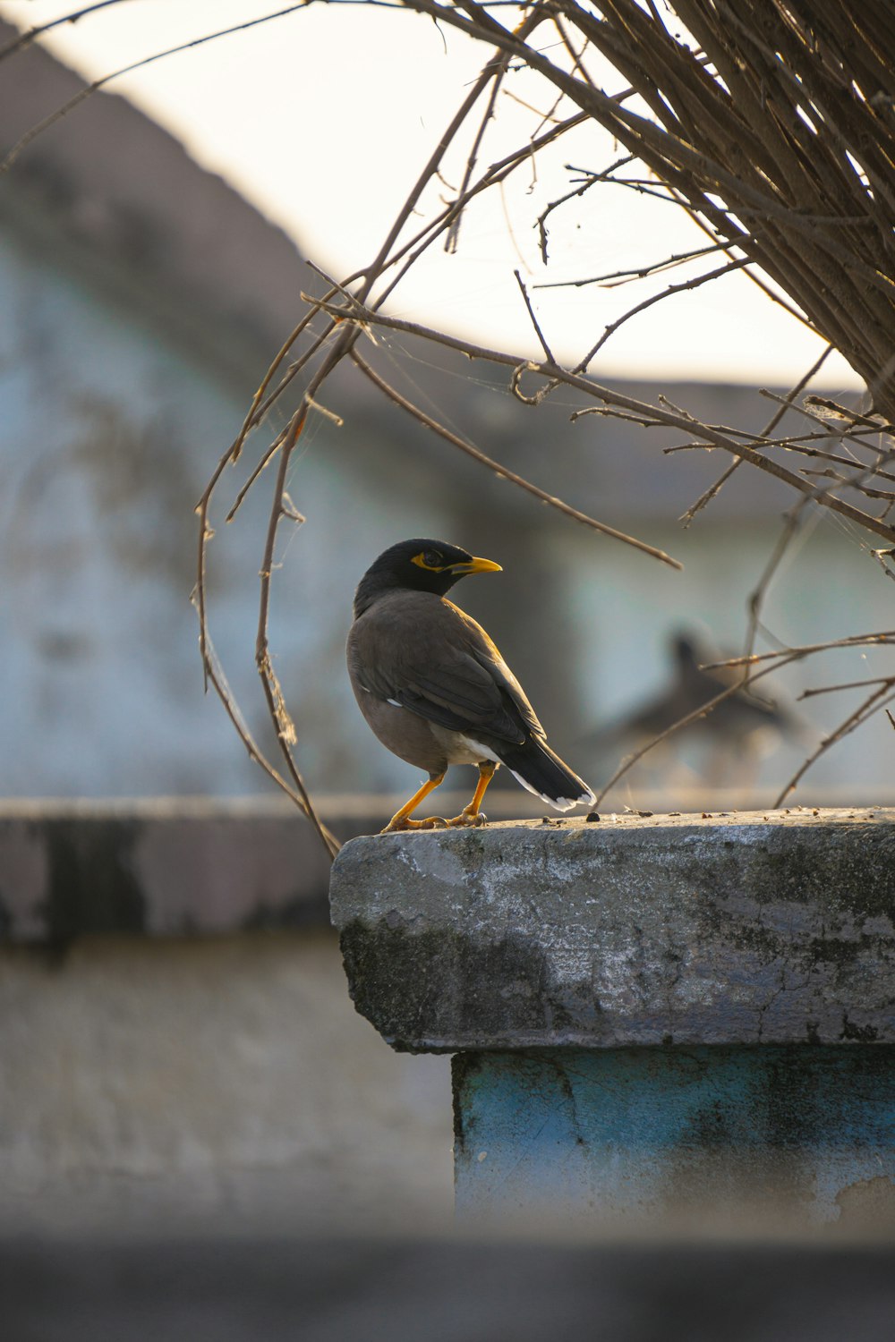 a bird sitting on a ledge next to a bush