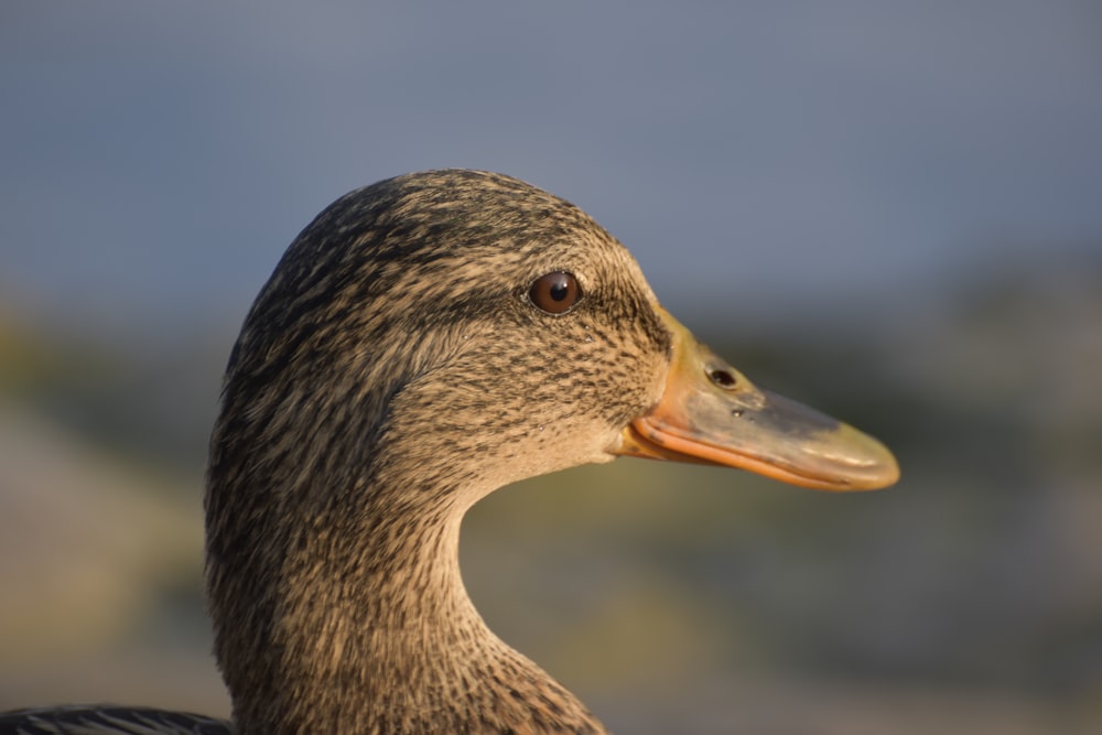 a close up of a duck with a blurry background