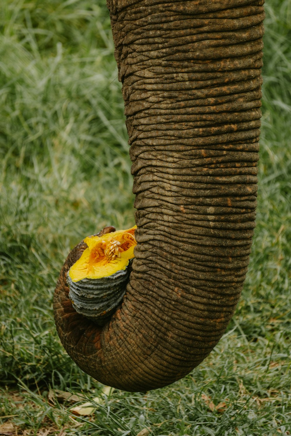 a close up of an elephant's trunk with a piece of fruit on it