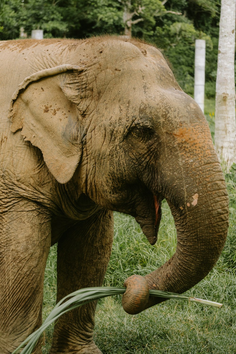 an elephant standing on top of a lush green field