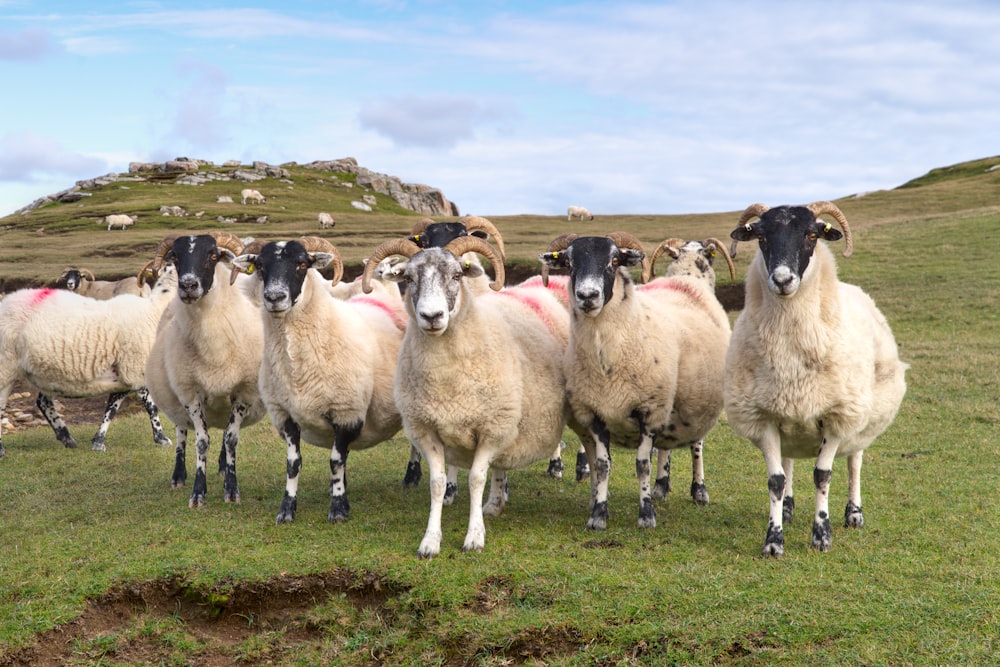 青々とした緑の野原の上に立つ羊の群れ