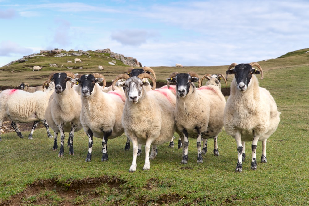 a herd of sheep standing on top of a lush green field