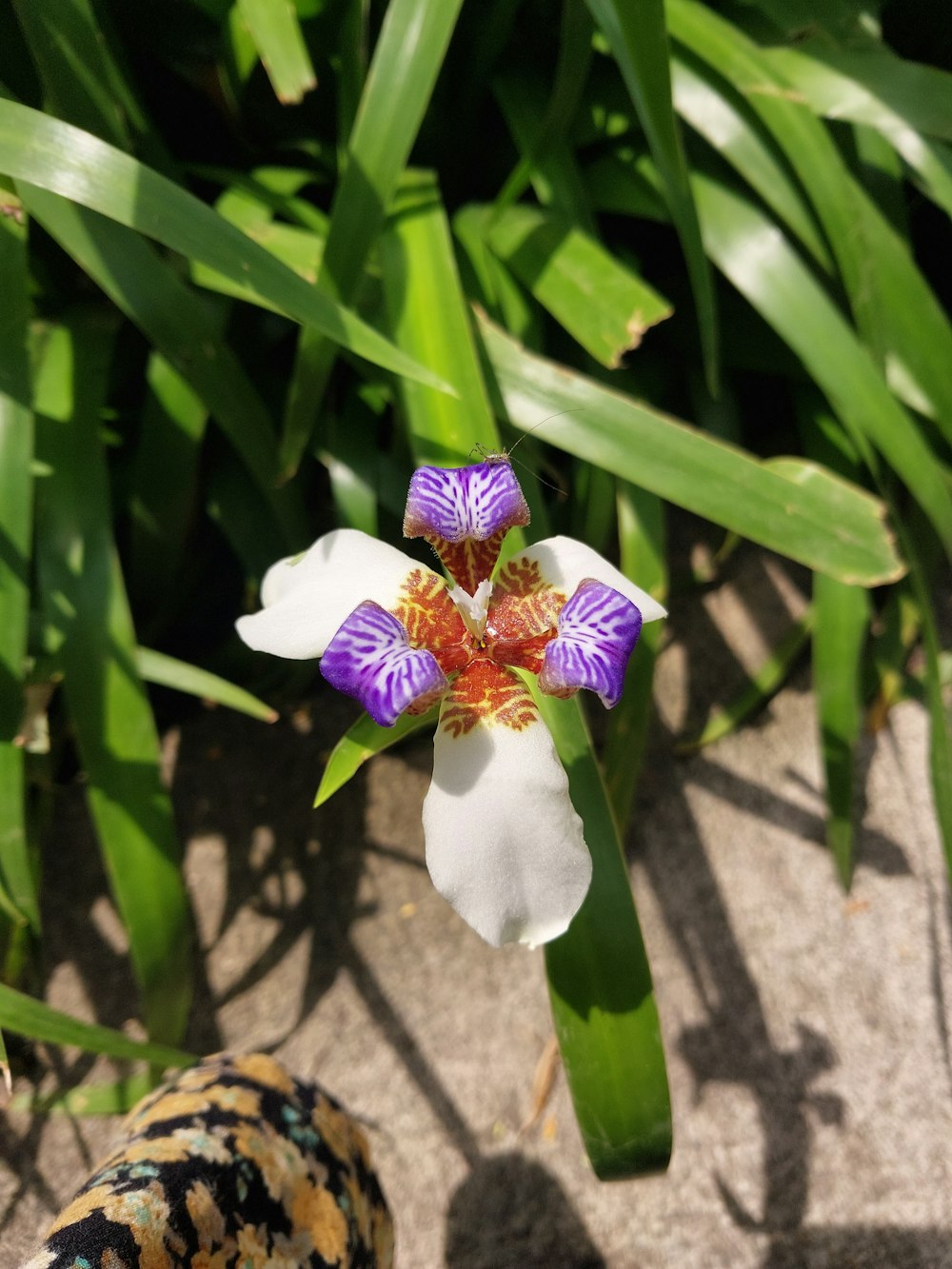 a white and purple flower with green leaves in the background