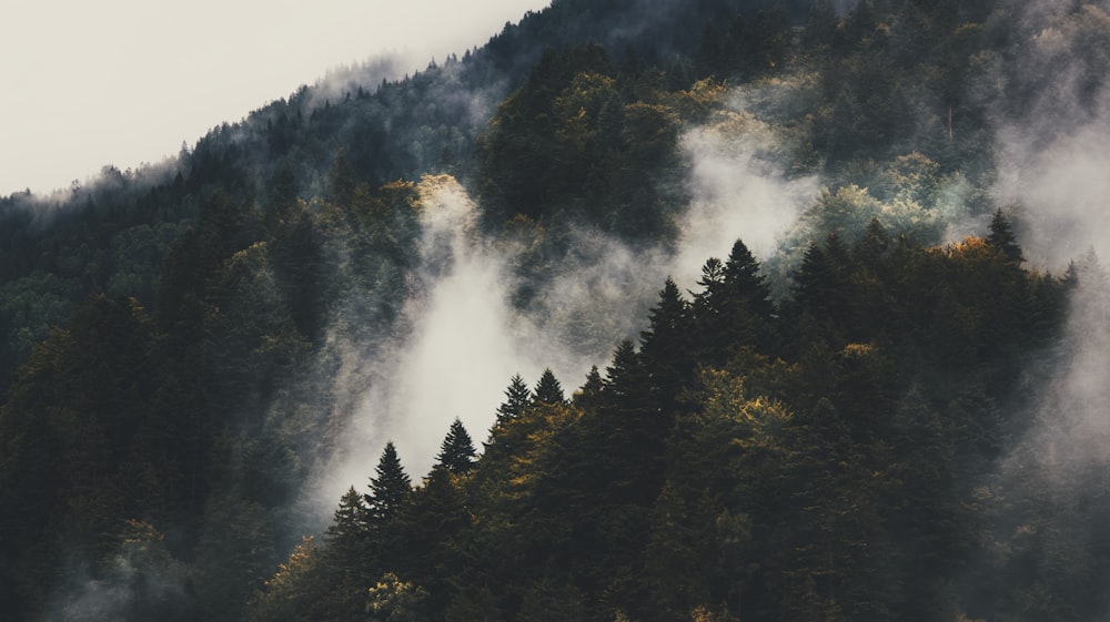 a mountain covered in fog with trees in the foreground