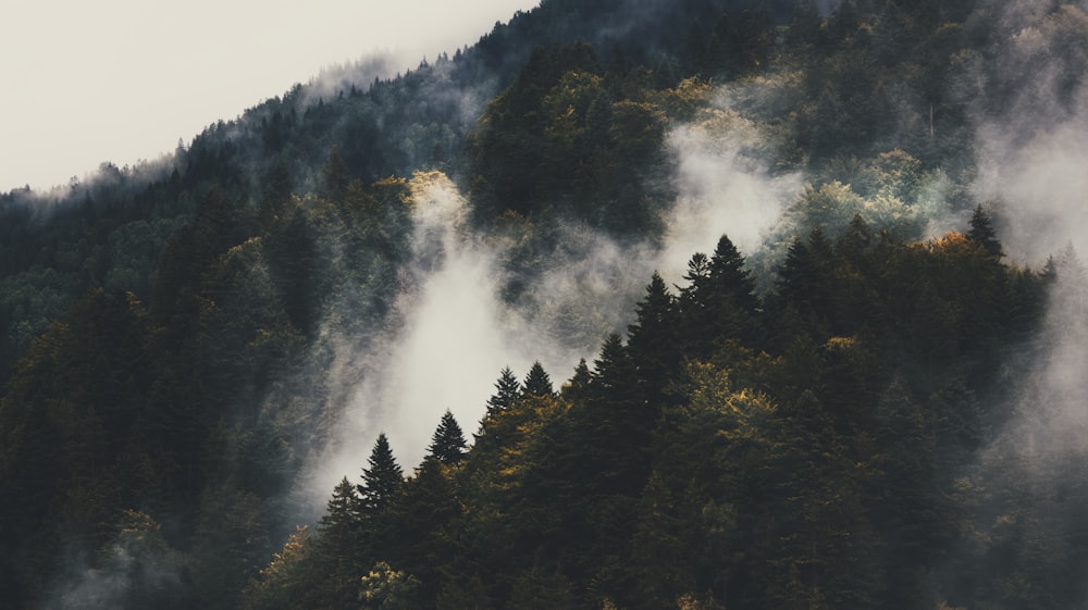 une montagne couverte de brouillard avec des arbres au premier plan