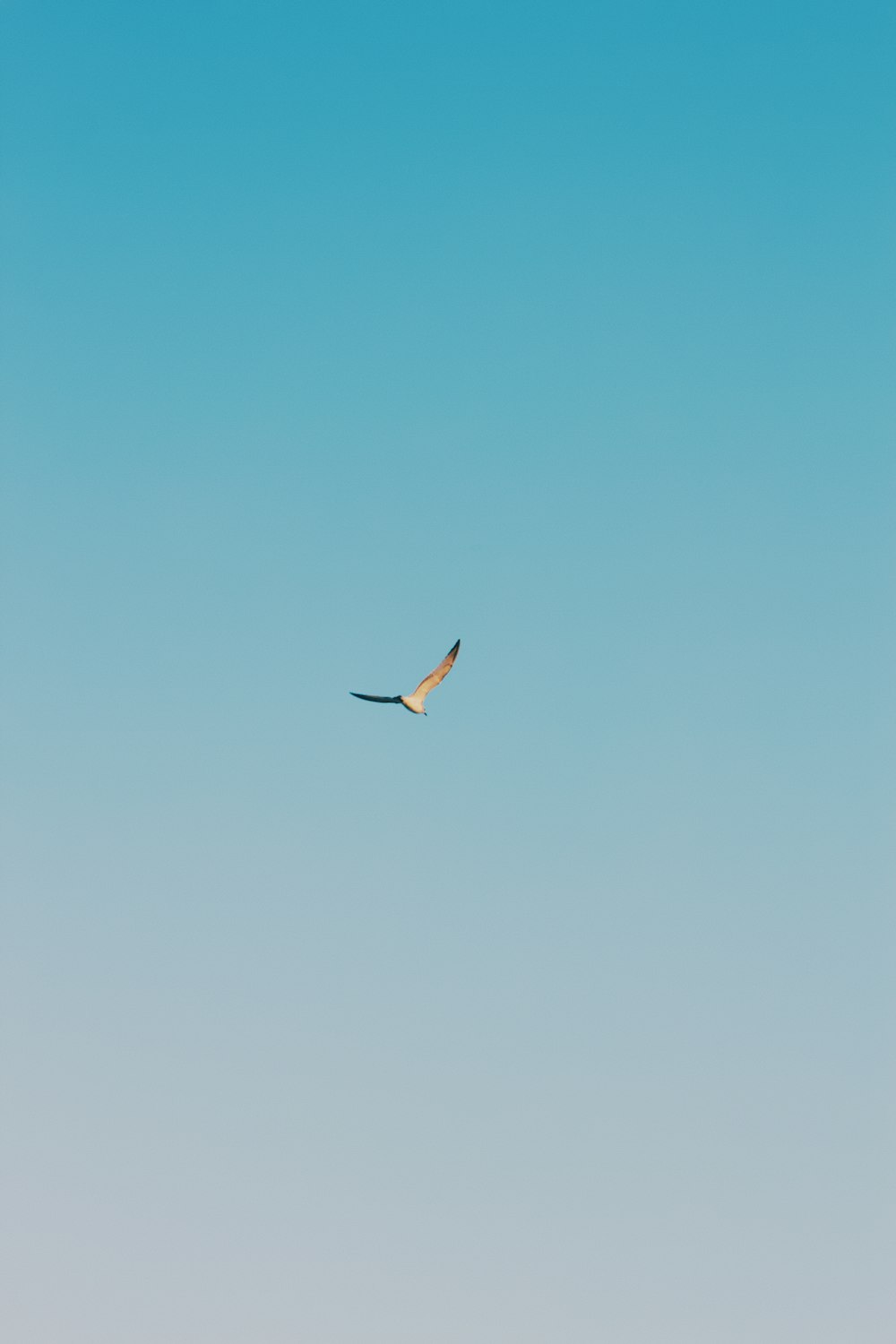 a large bird flying through a blue sky