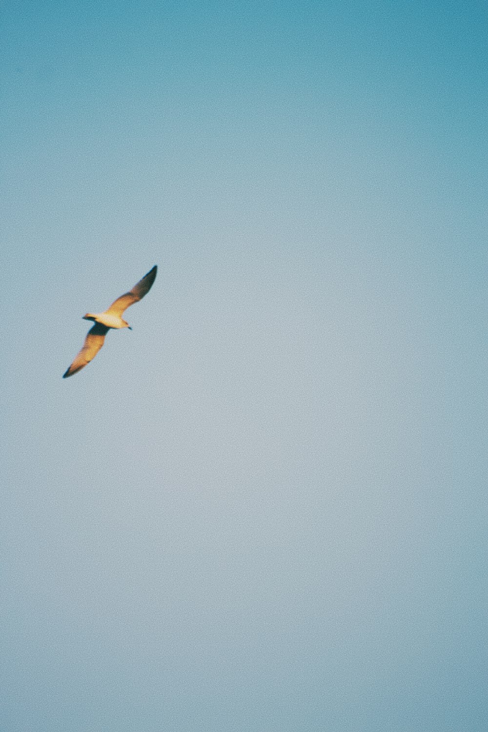 a couple of birds flying through a blue sky