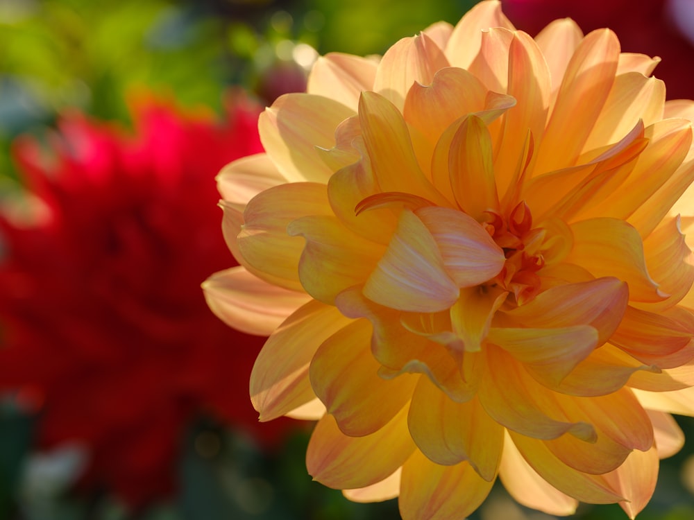 a close up of a yellow and red flower