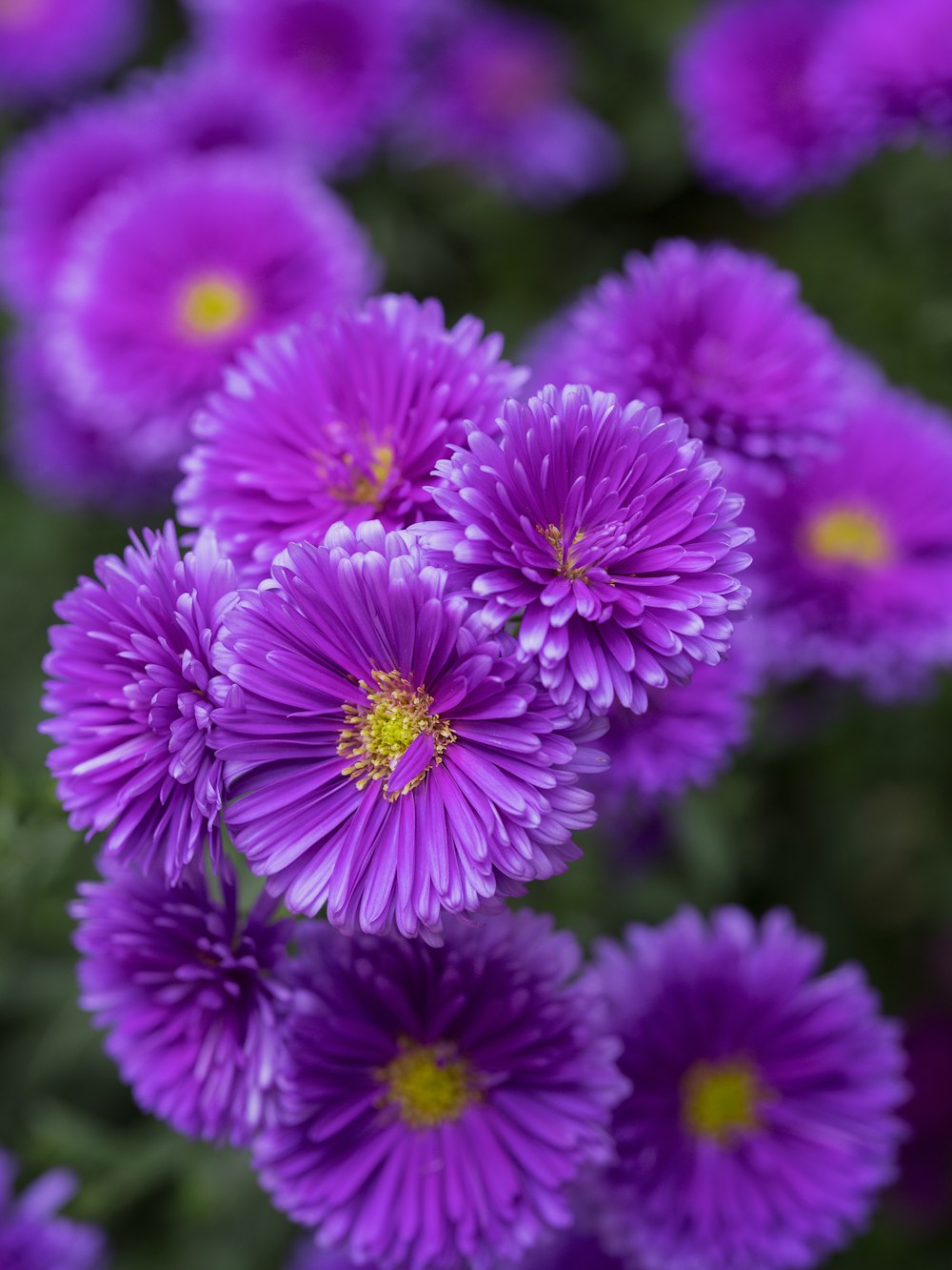 a bunch of purple flowers with yellow centers
