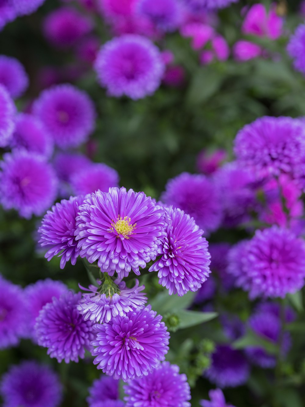 a bunch of purple flowers in a garden