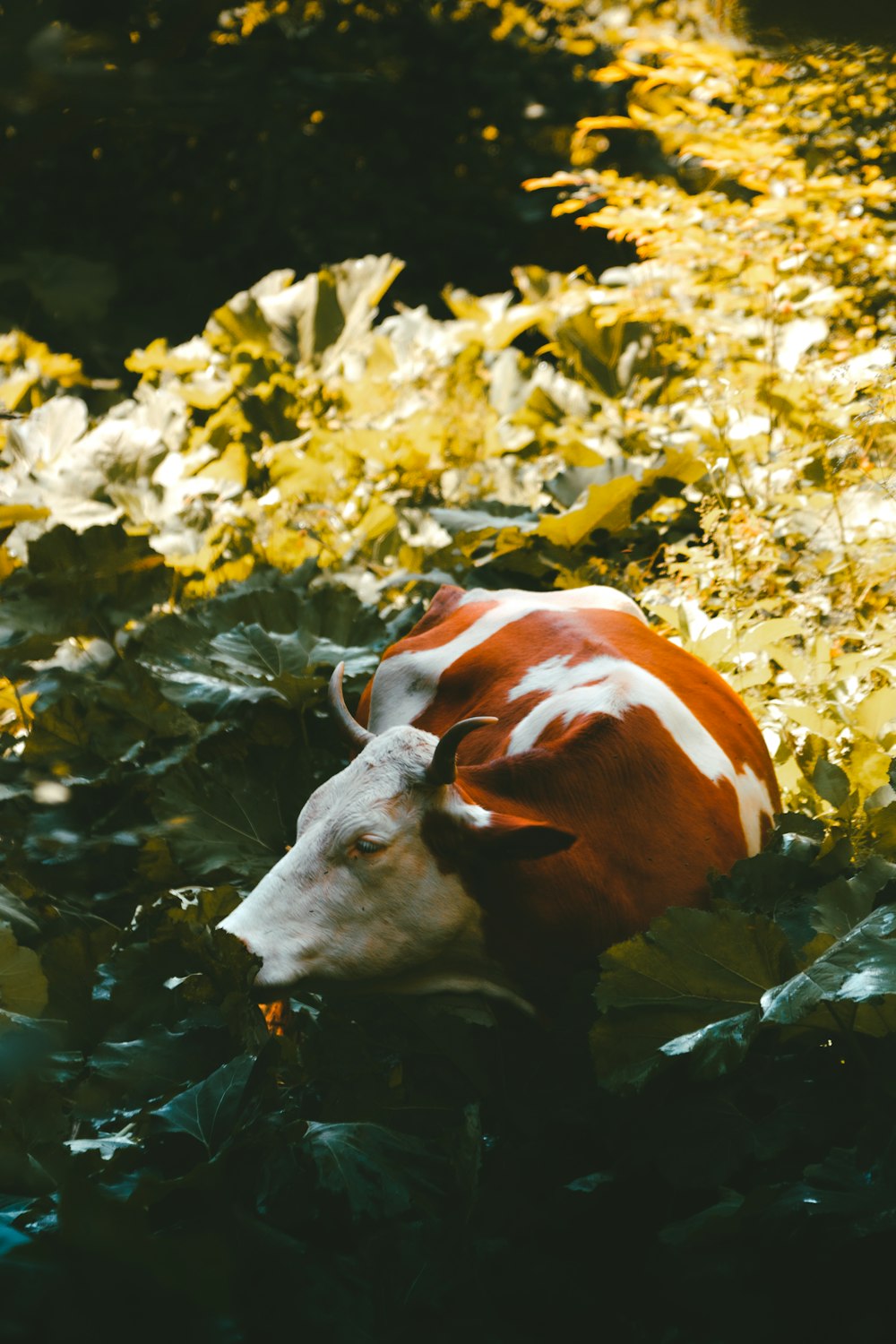 a red and white cow laying on top of a lush green field