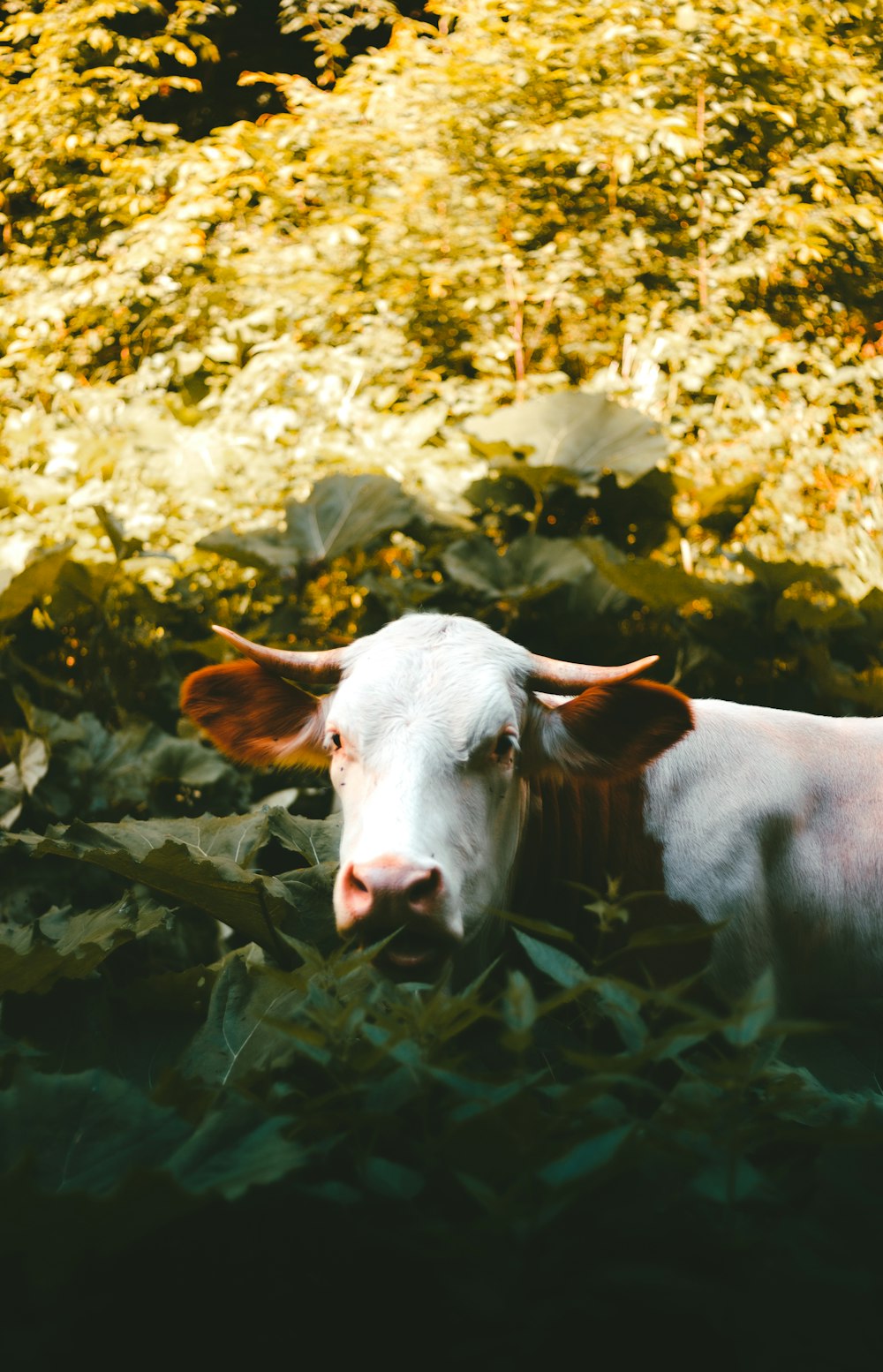 a white cow laying in a field of grass