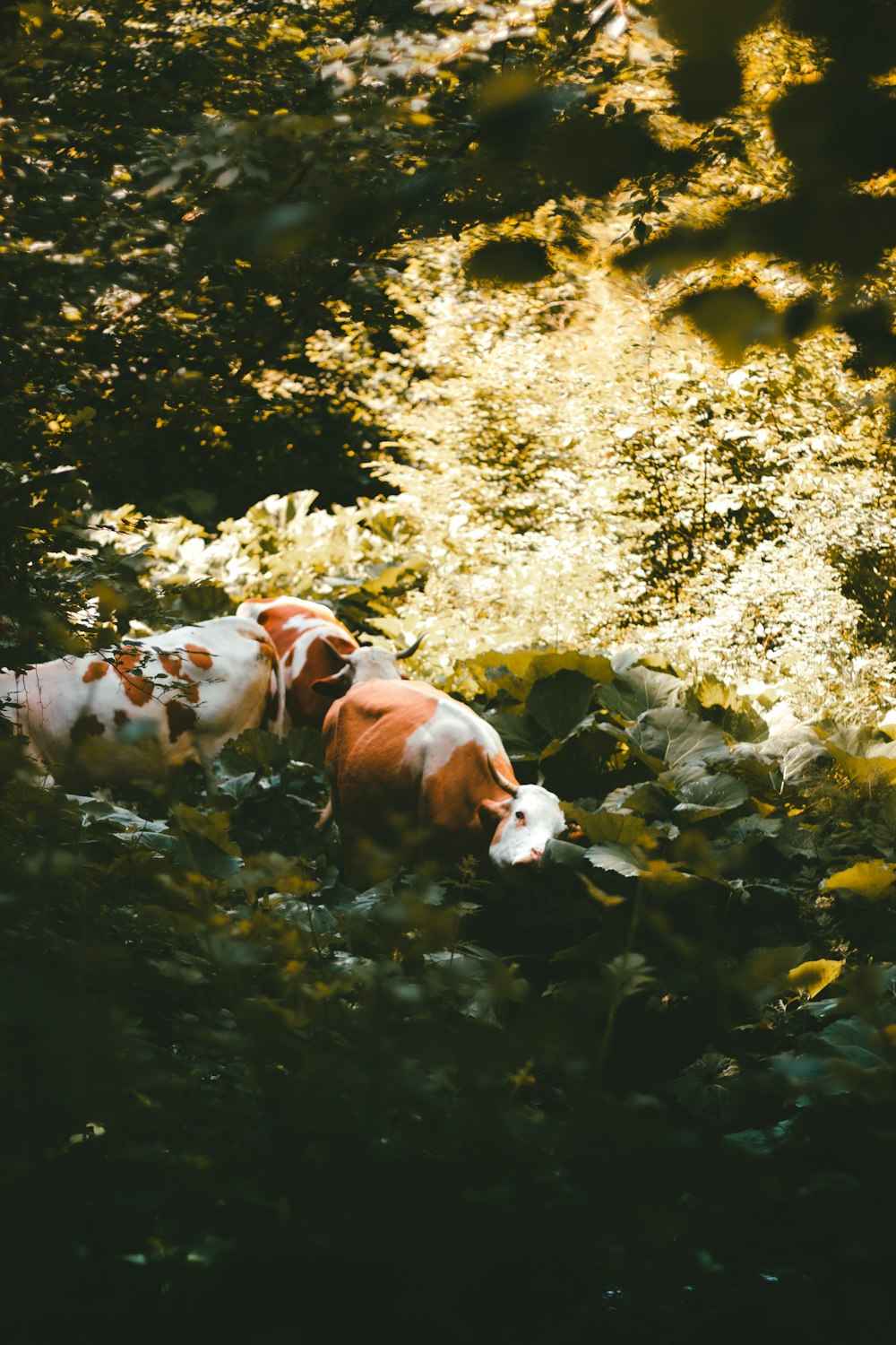 a brown and white dog walking through a lush green forest