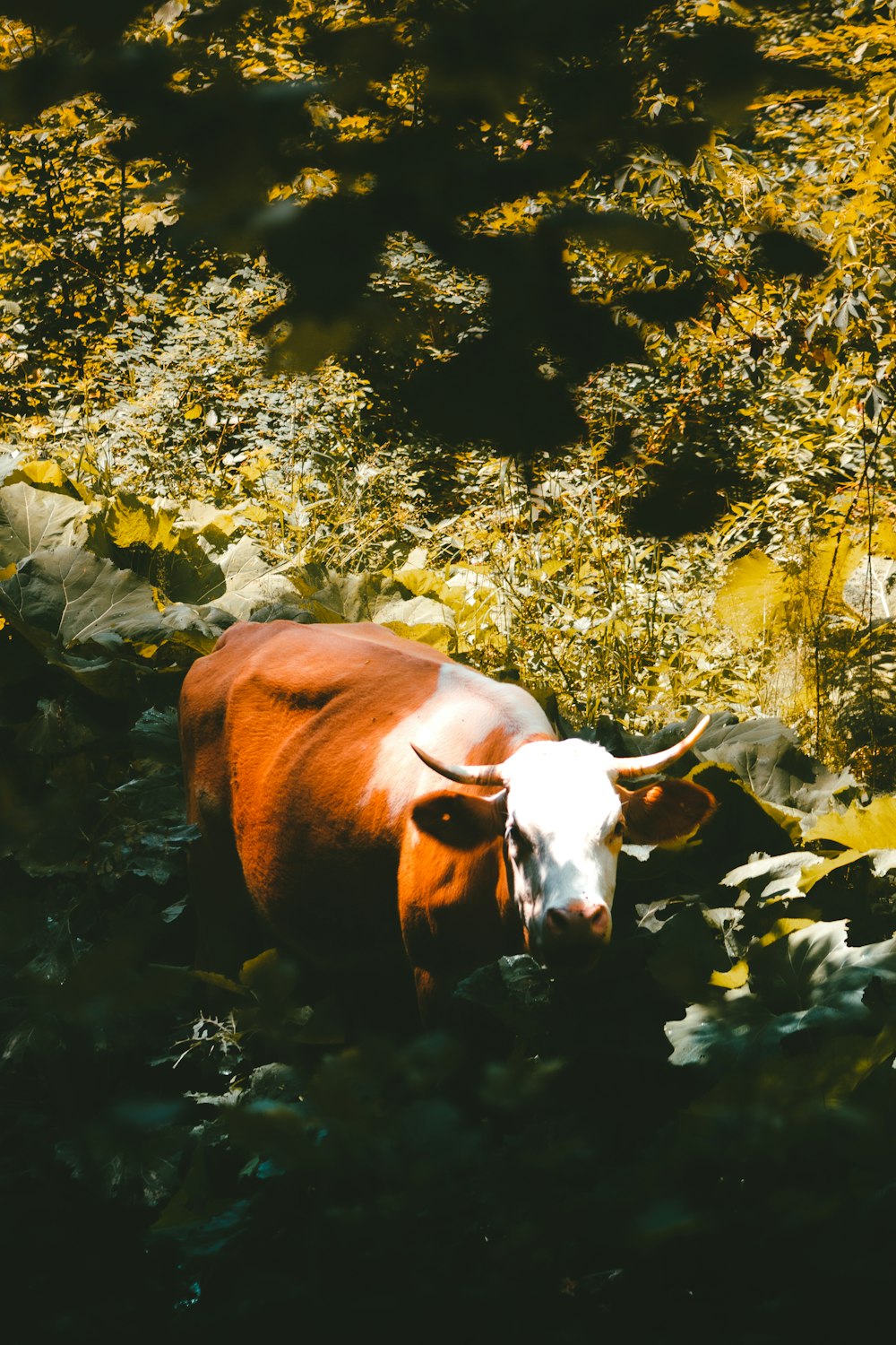 a brown and white cow standing on top of a lush green field