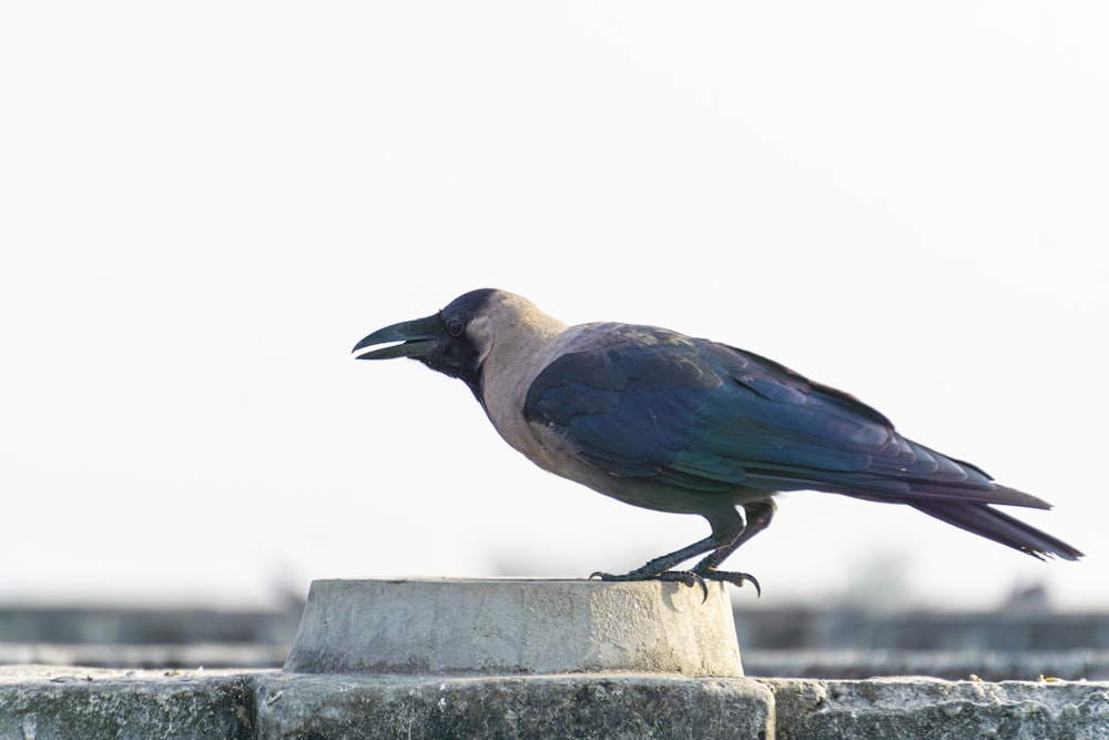 a bird sitting on top of a cement block