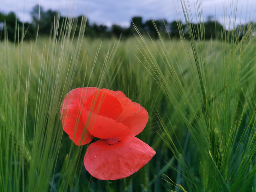 a red flower in a field of tall grass