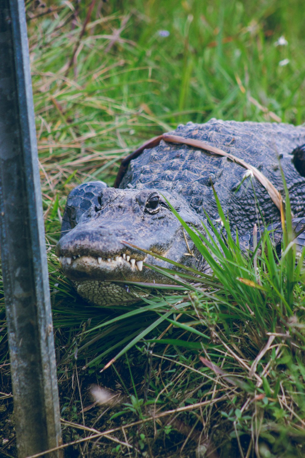 a large alligator laying on top of a lush green field