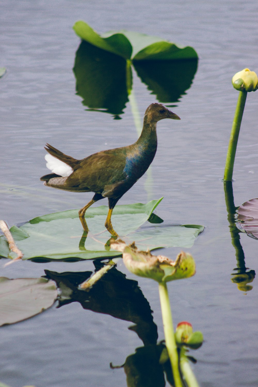 a bird is standing on a lily pad in the water
