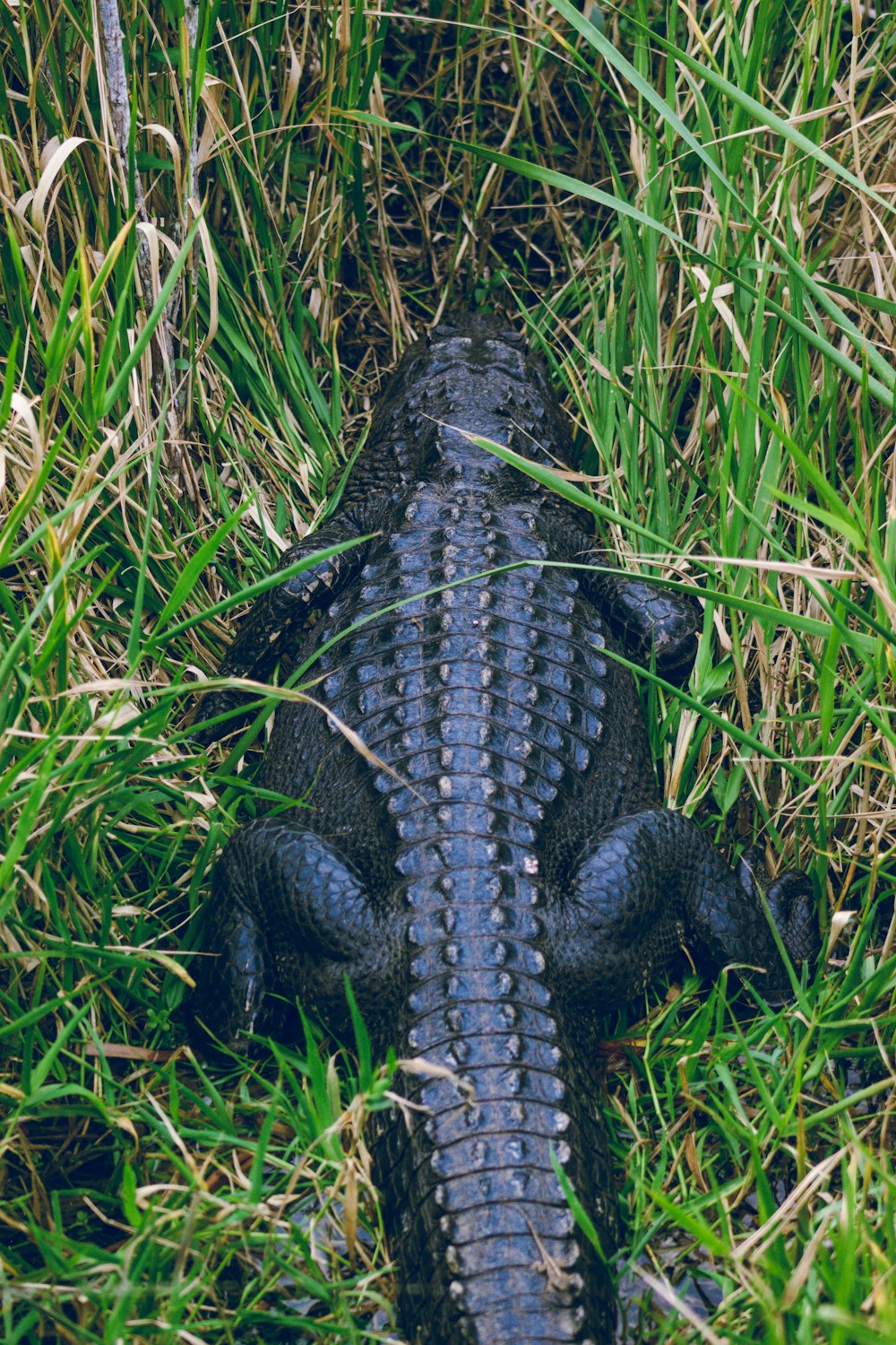 a large alligator is laying in the grass