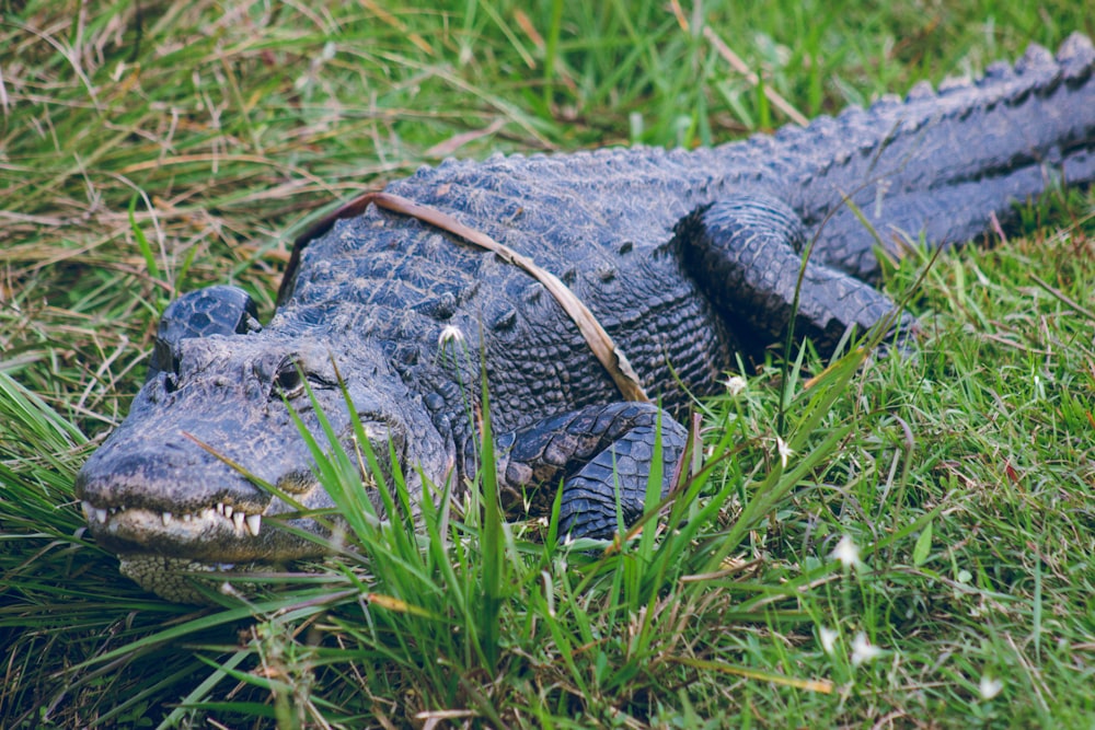 a large alligator laying in the grass