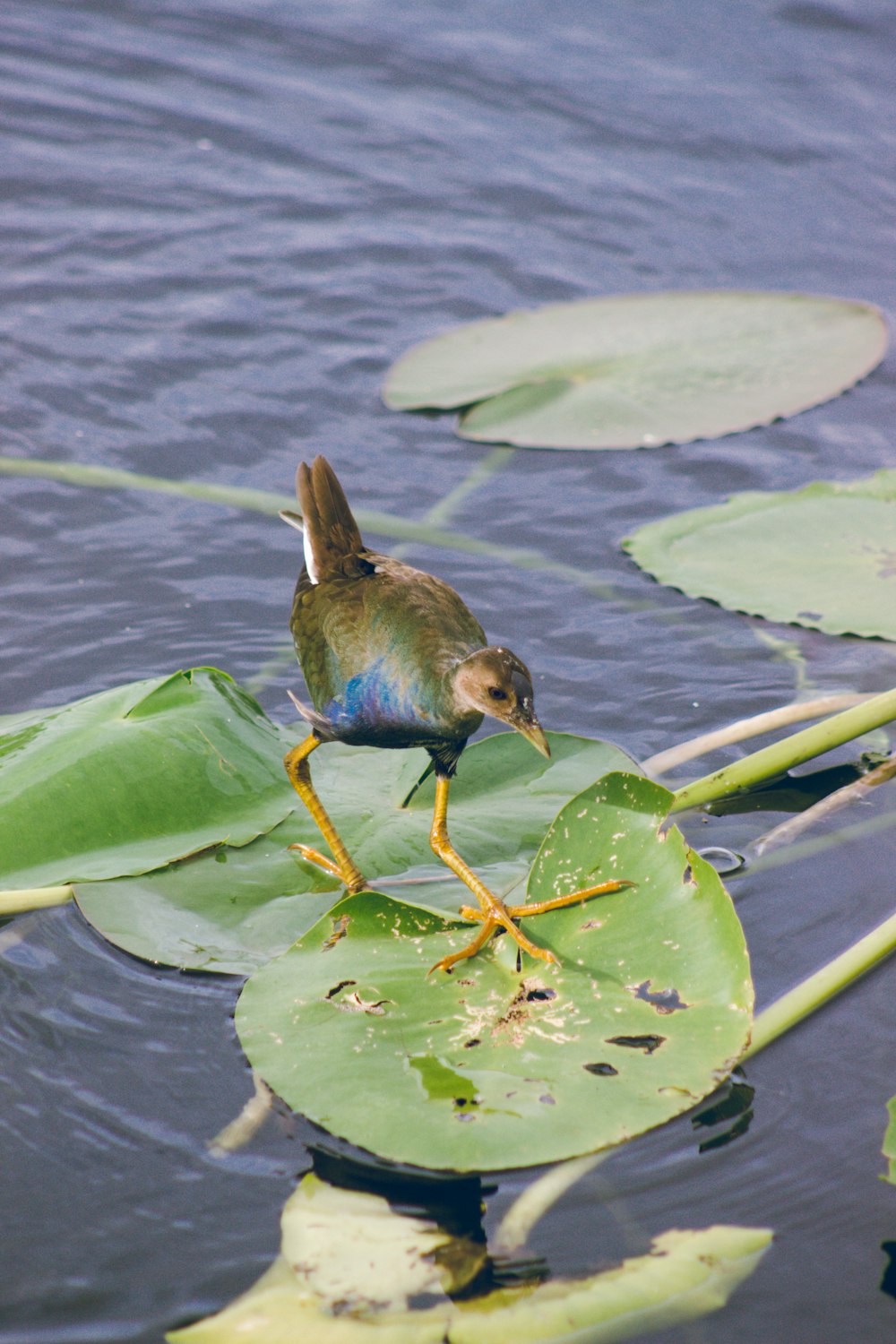 a small bird sitting on top of a lily pad