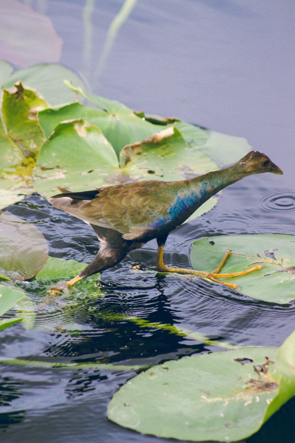 a bird standing on a lily pad in the water